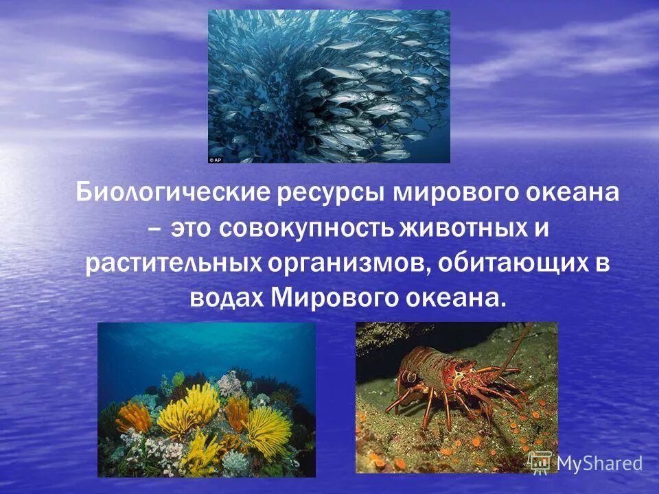 Большая часть организмов в мировом океане сосредоточены. Биологические ресурсы океана. Ресурсы мирового океана биологические ресурсы. Биологические богатства мирового океана. Биоресурсы мирового океана.