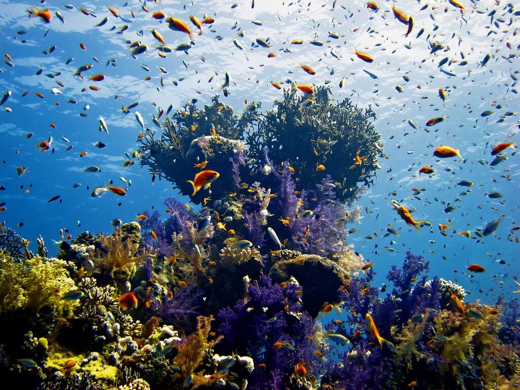 Риф шарм-эль-шейх. Подводный риф шарм-эль-шейх. Иордания акаба красное море. Sea el. Риф шарм-эль-шейх.