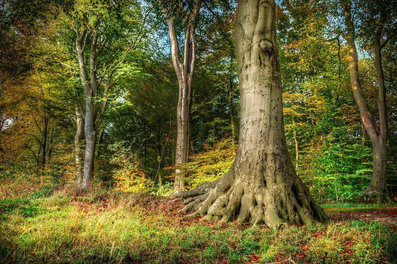 Бук широколиственный лес. Бук Европейский Beech. Дуб широколиственный лес. Бук Северной Америки