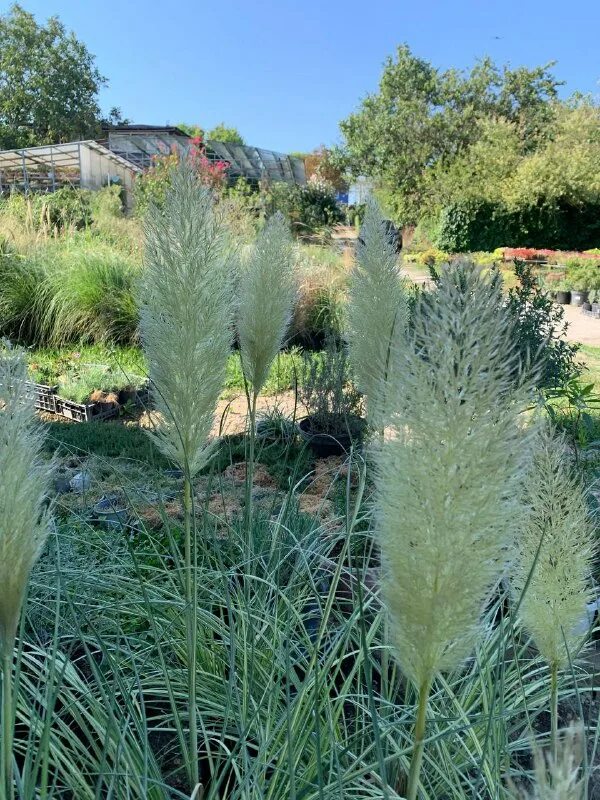 анапский питомник. анапский питомник. питомник для растений закрытый. тбилисский район краснодарского края. анапский питомник.