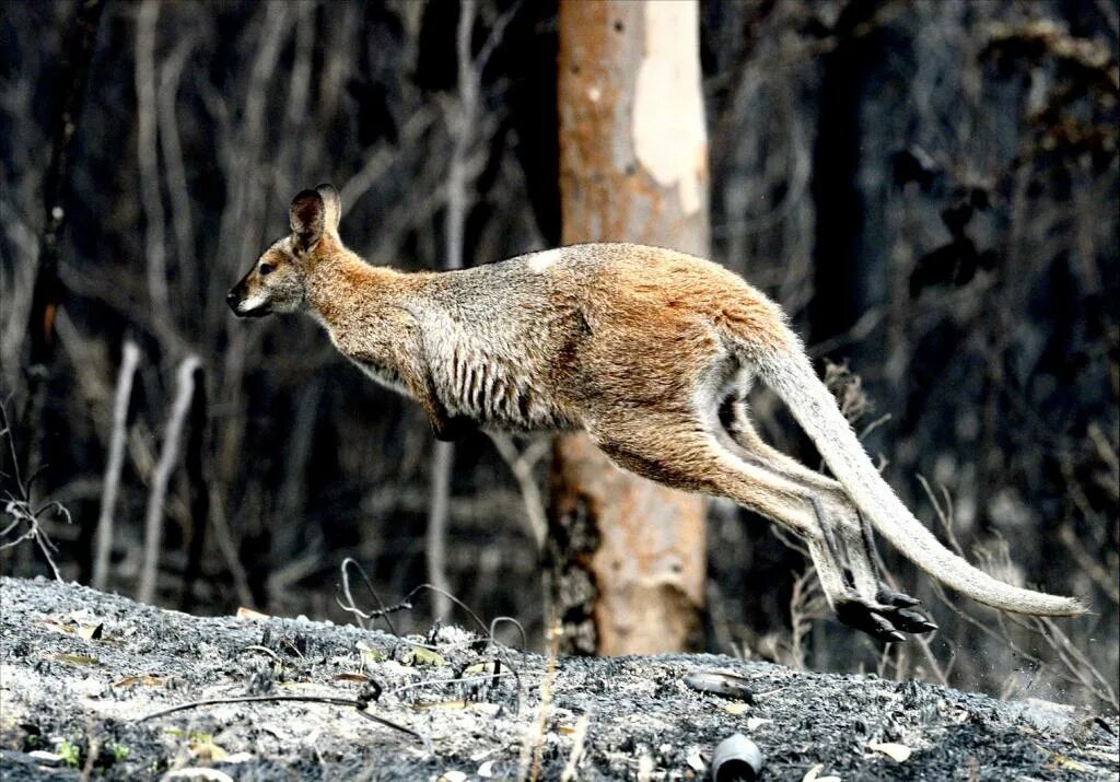 Гиб животное. Обитатели лесов Австралии. Лесные австралийские животные. Австралийские животные Лесные пожары. Разбегающиеся животные в лесу.