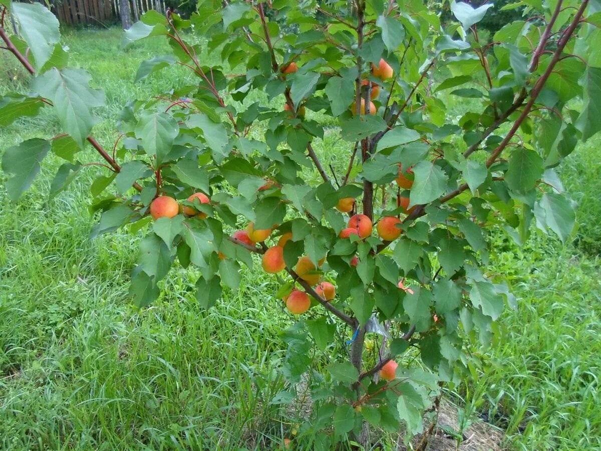 На какой год плодоносит персик. Абрикос дерево саженец. Посадка дерева абрикоса. Абрикос сеянец дерево. Листья абрикоса саженца.