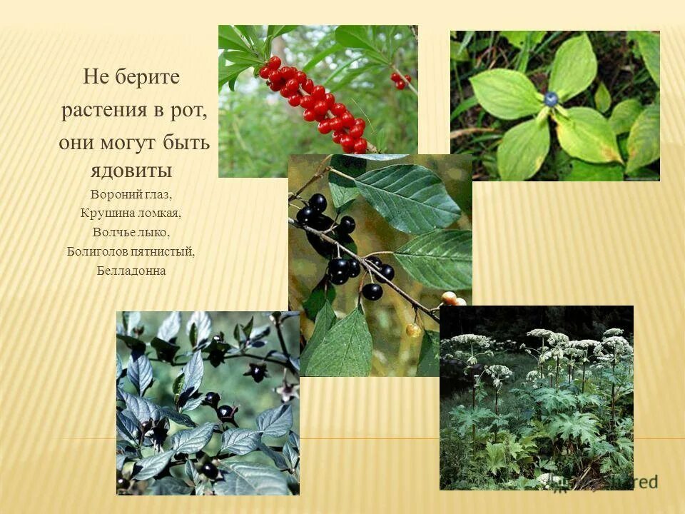 Возьми травы. Возьми травы. Возьмём под охрану. Возьми травы. Прикольная смешная печать.