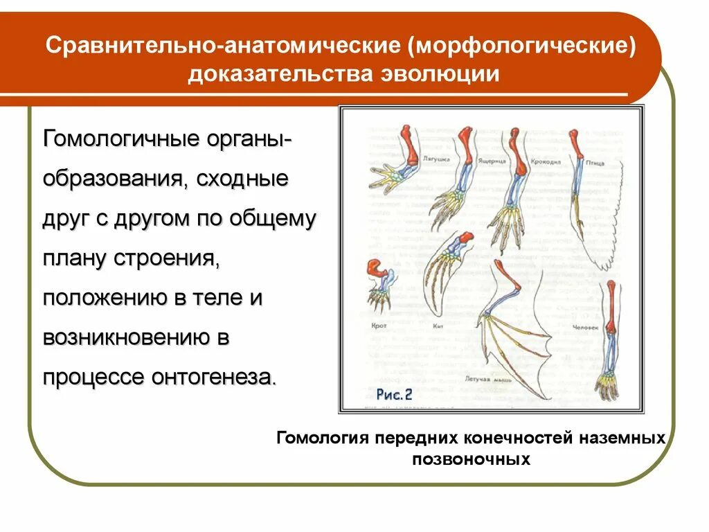 Какие доказательства эволюции относят к сравнительно анатомическим. Сравнительно-анатомические доказательства гомологичные органы. сравнительно анатомические доказательства эволюции животных. доказательство эволюции сравнительно-аналитические. сравнительно-анатомические доказательства макроэволюции.