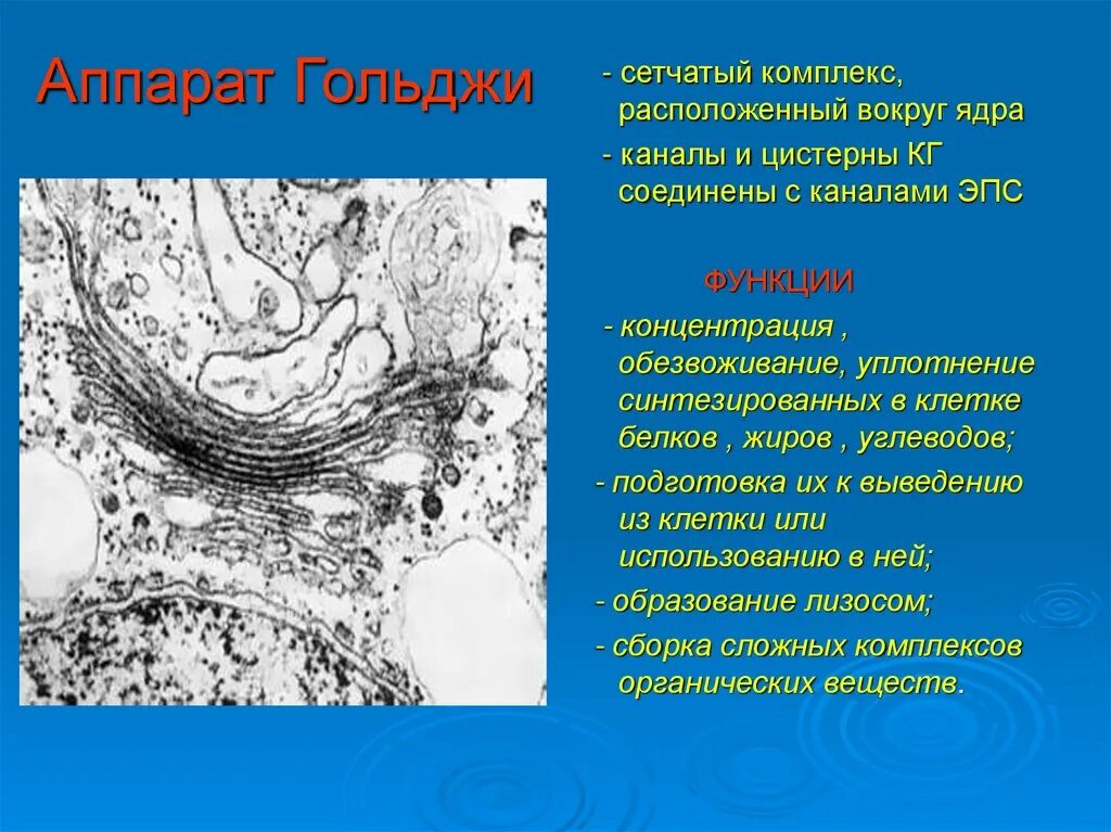 Функции ЭПС И аппарата Гольджи. Внутриклеточный сетчатый аппарат (комплекс Гольджи. Функции аппарата Гольджи и эндоплазматической сети. Выполняет секреторную функцию аппарат гольджи