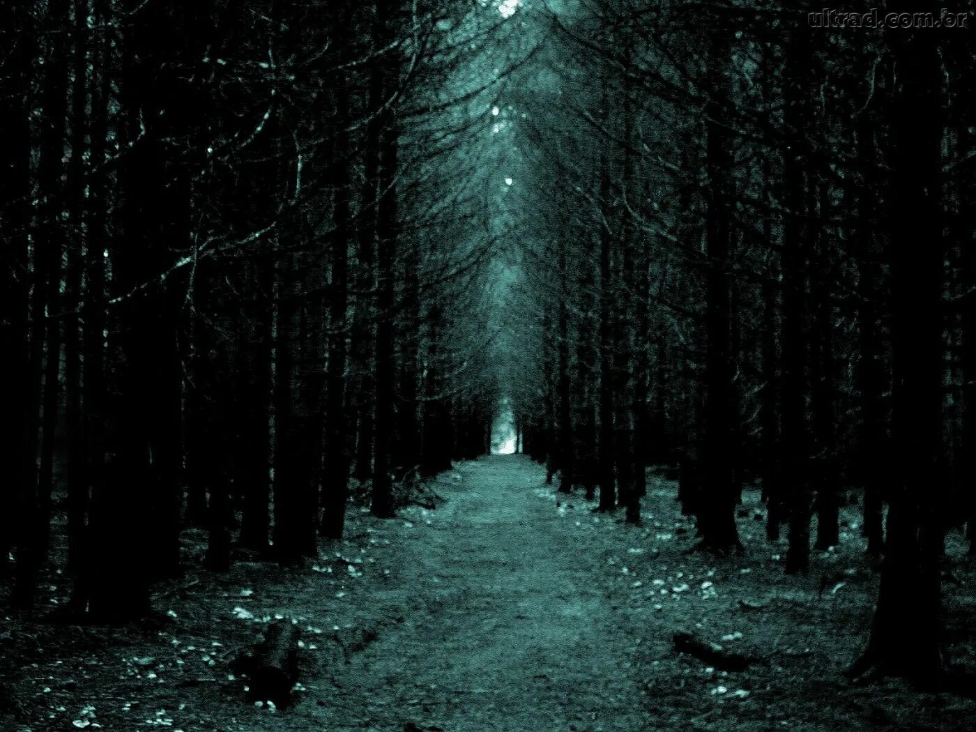 Темный лес. Страшный лес. Готический лес. Жуткий лес.