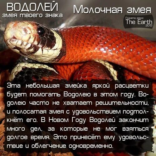 Гороскоп водолей змея