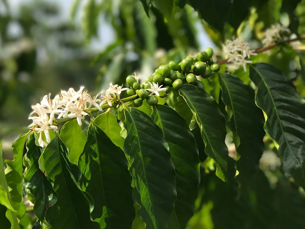 Кофе Арабика растение. Куст Аравийского кофе. Кофе Аравийское растение. Кофейное дерево (Coffea). Кофе аравийский растение