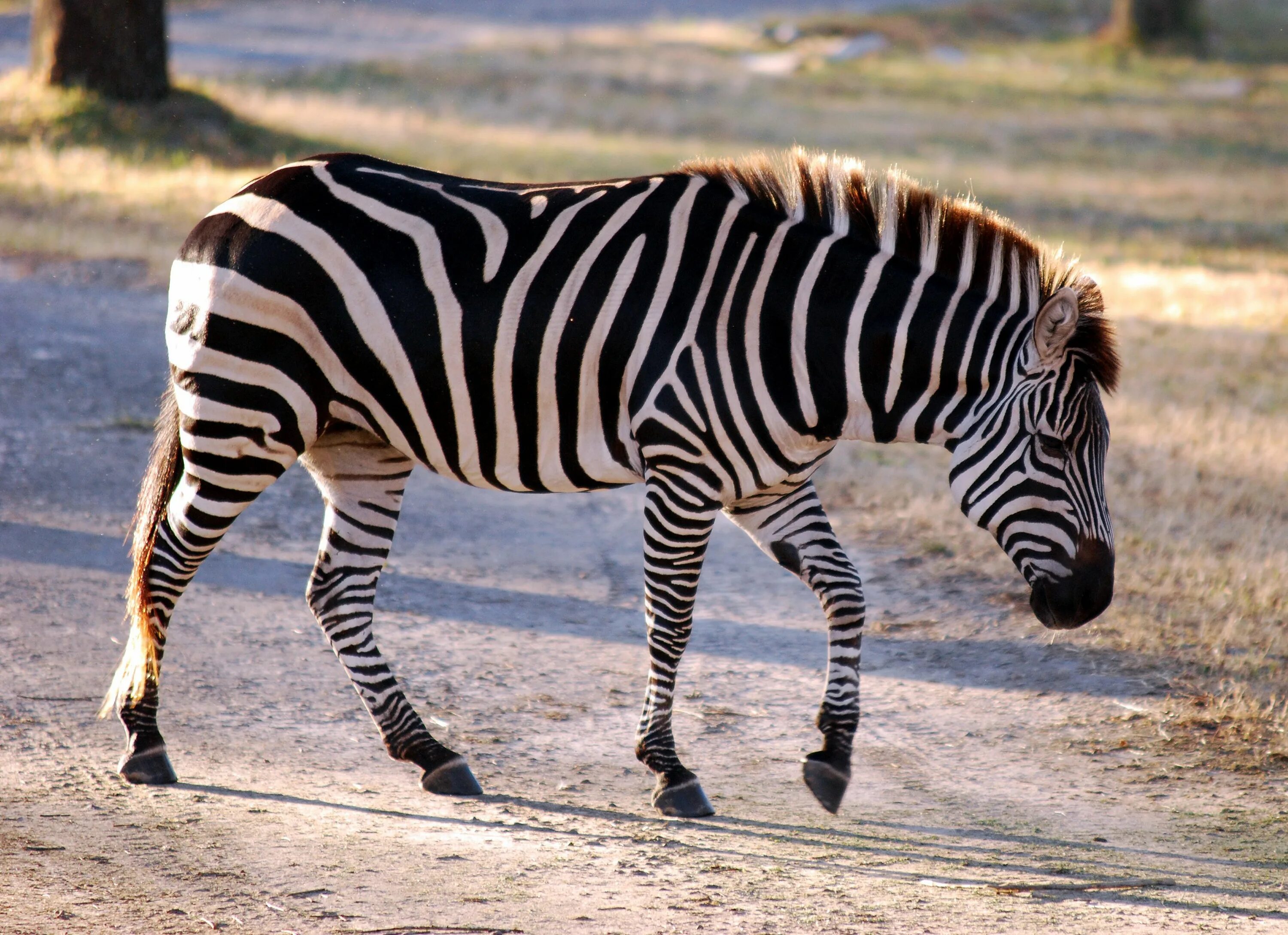 Zebra s. Зебра греви зебры. Зебра сбоку. Квагга (equus quagga quagga). Милые зебры.