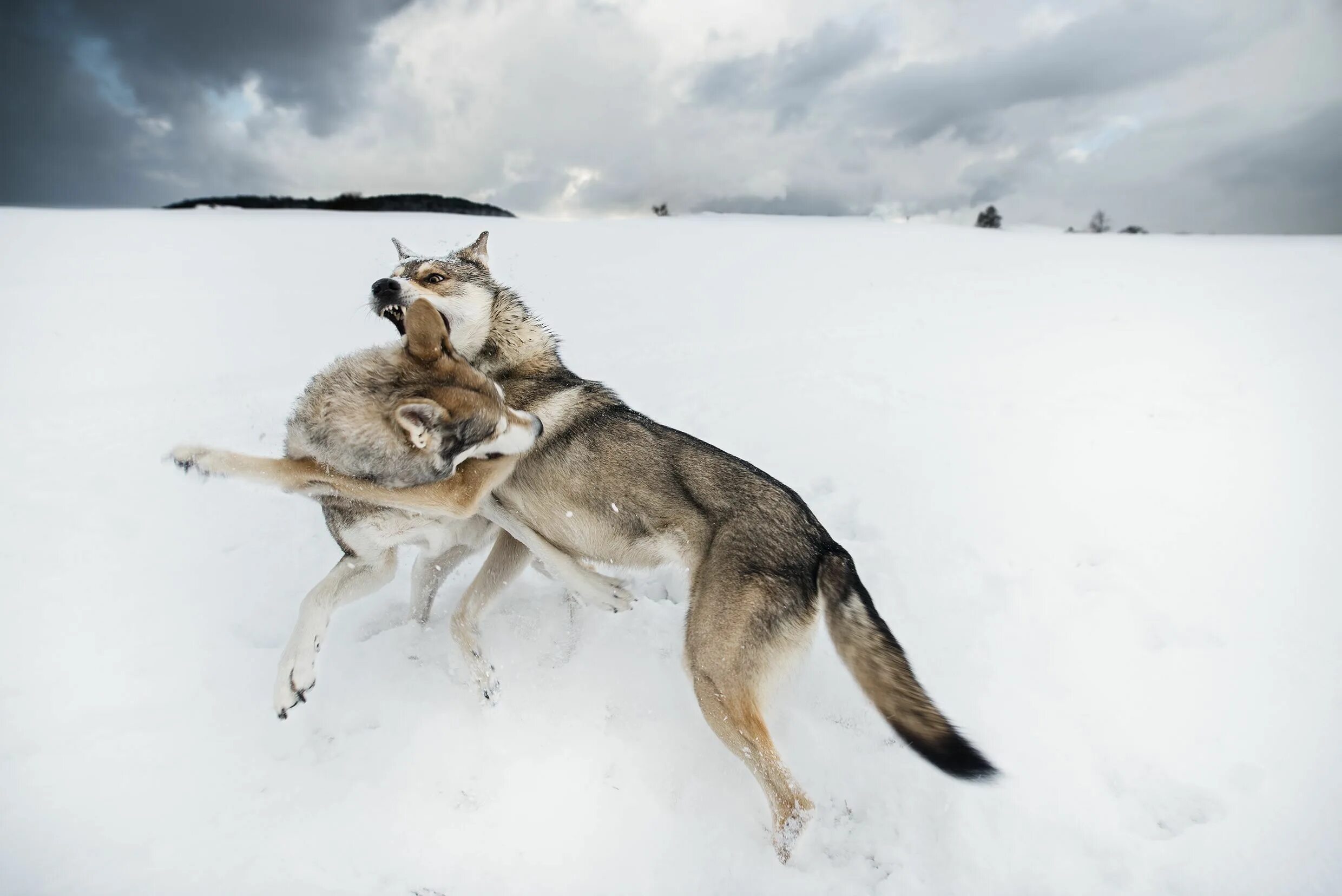 No tomorrow wolves at the. 50 Лет Нэшнл географик про животных трейлер снег. 12 Лучших фотографий собак 2022 года по версии «Dog Photography Awards».