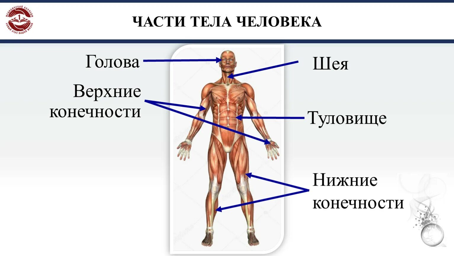 Части тела человека. Части тела человека названия. Название человеческих частей тела. Анатомия человека части тела названия. Общее название людей