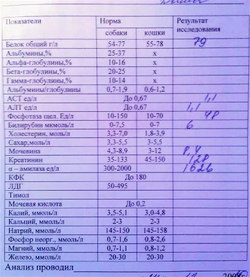 Общий белок повышен у кошки. Норма белка в биохимическом анализе. Показатели анализа крови нормы общий белок. Биохимия крови общий белок норма. Анализ крови общий белок норма.