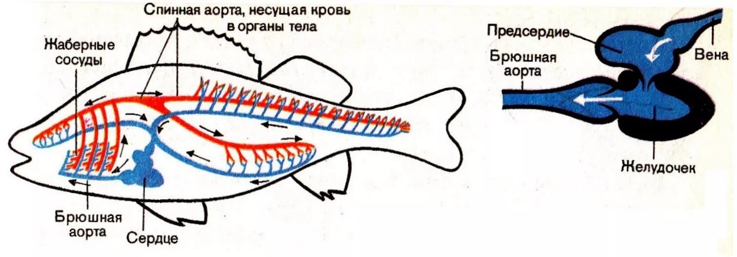 Замкнутая дыхательная система. Рыбы позвоночные кровеносная система. Филогенез кровеносной системы рыб. Кровеносная система рыб сердце. Кровеносная система рыб схема 7 класс.