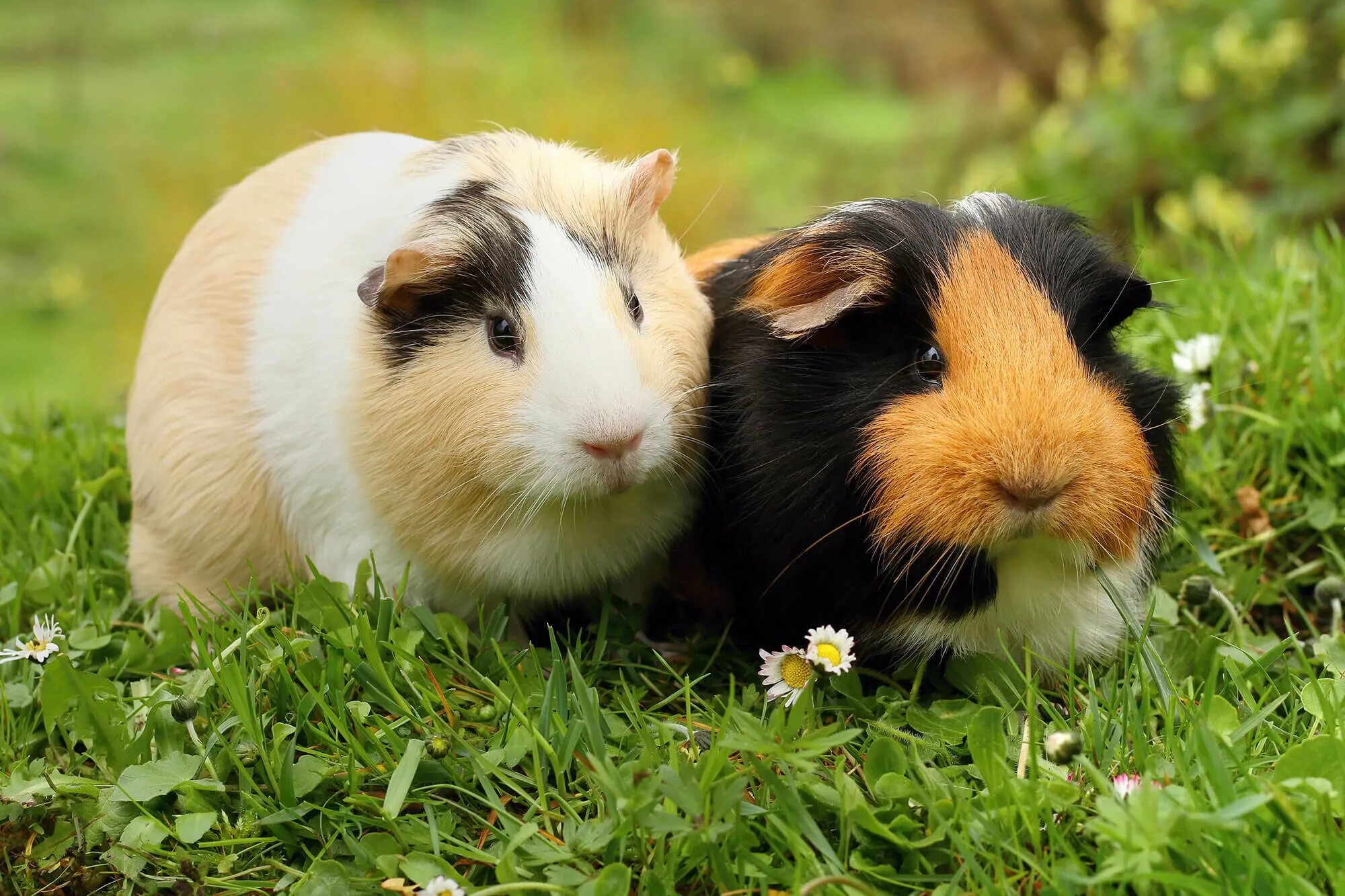 Можно ли морским свинкам клубнику. Cavia для морских свинок. Морская Свинка короткошерстная. Морская Свинка трехцветная. Морская Свинка американская гладкошерстная.