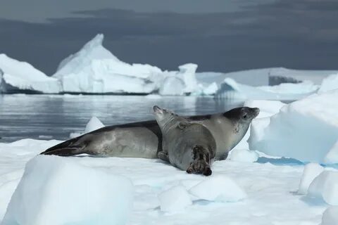 Крабоед