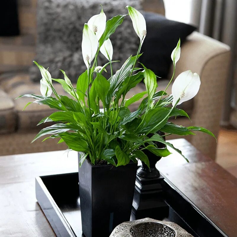 Спатифиллум. Спатифиллум обильноцветущий Spathiphyllum floribundum. Спатифиллум карликовый. Спатифиллум 9. Спатифиллум выращивание