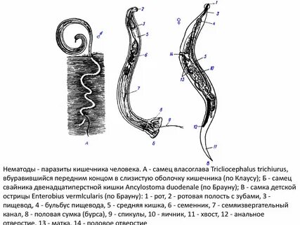 Передний конец