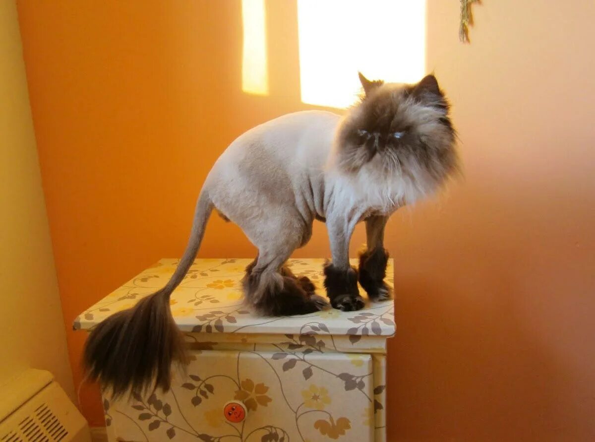 Стрижка кота под льва. Груминг кота. Гигиеническая стрижка кота. Стрижка британского кота. Креативная стрижка кошек.