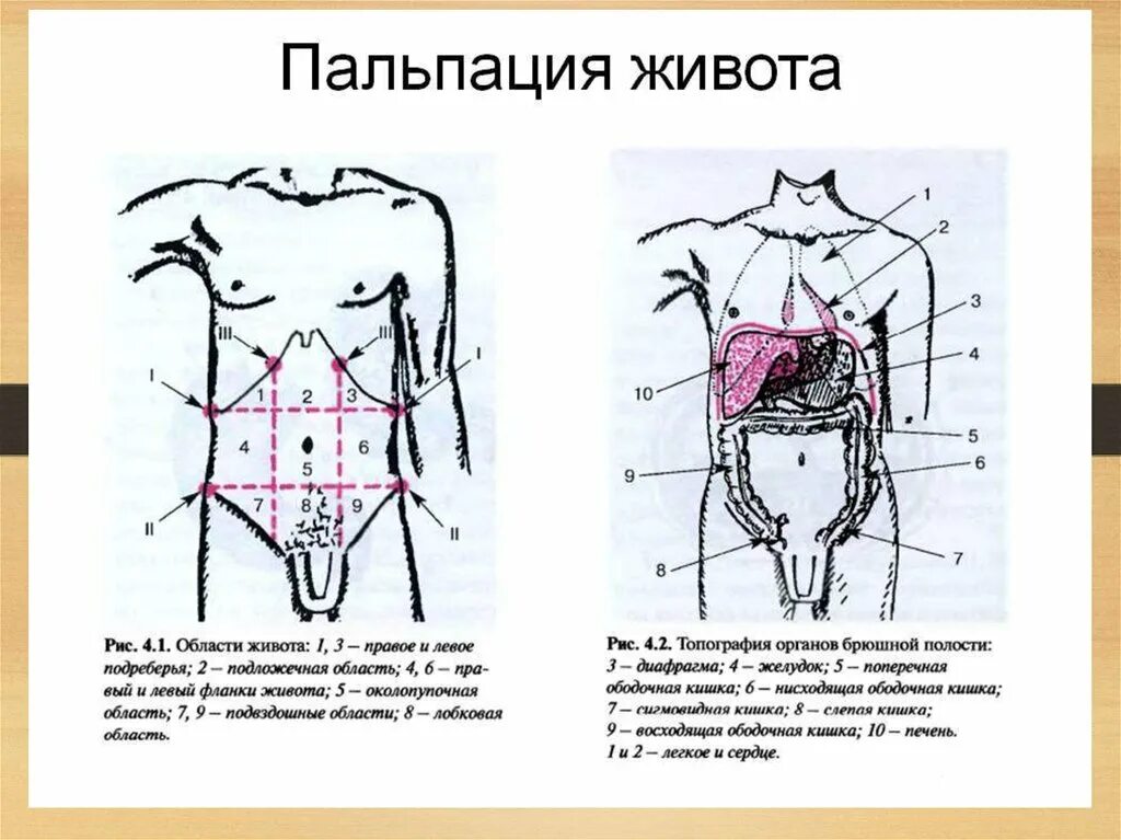 Брюшная область живота. Поверхностная пальпация живота схема. Поверхностная и глубокая пальпация живота у детей. Поверхностно ориентировочная пальпация живота. Глубокая пальпация живота алгоритм пропедевтика.