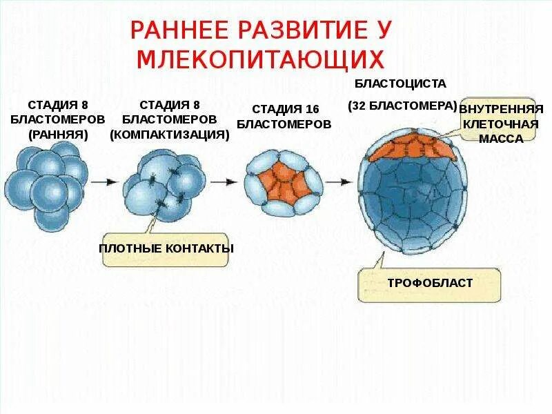 Стадия млекопитающего по штерну. Стадия 8 бластомеров. стадии бластомеров. компактизация бластомеров это. дробление млекопитающих.