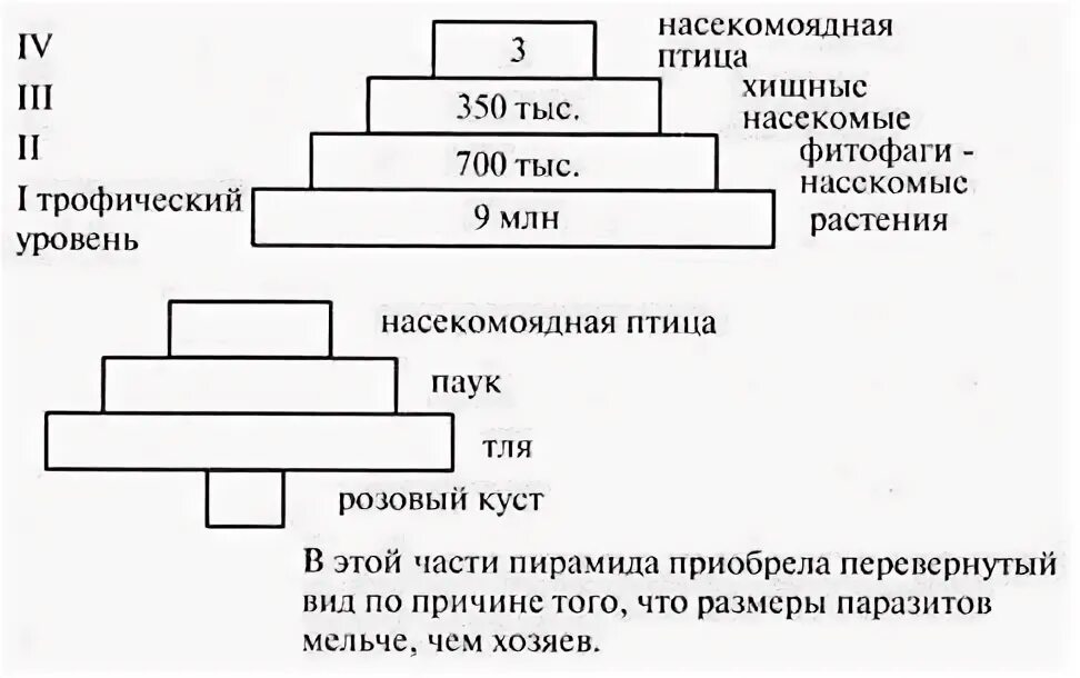 Число трофического уровня