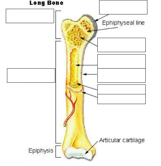 Long bone. Long Bones. Structure of long Bone.. Bone Microanatomy. Epiphysis Microanatomy.