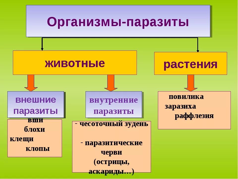 Чем наружные паразиты отличаются от. Наружные и внутренние паразиты биология 5 класс таблица. Организменная среда обитания растения и животные. Организменная среда обитания примеры растений. Паразитизм внешний и внутренний.