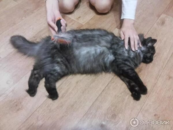 Время линьки кошек