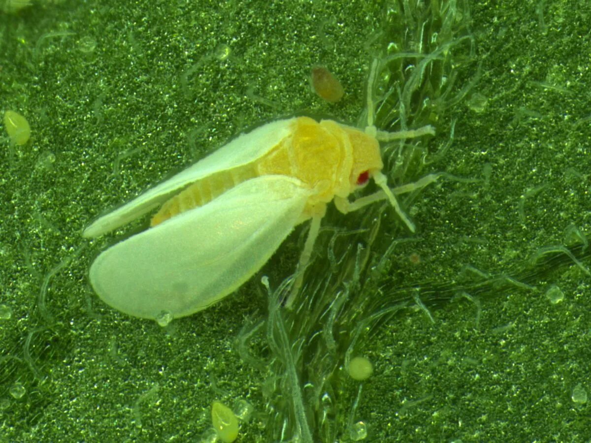 тепличная белокрылка имаго. яйца белокрылки. белокрылка на растениях. кленовая белокрылка. кокон белокрылка.