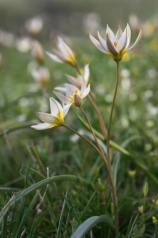 Тюльпан двуцветковый Tulipa biflora. Тюльпан Коктебельский. Тюльпан двуцветковый Крым. Тюльпан двуцветковый