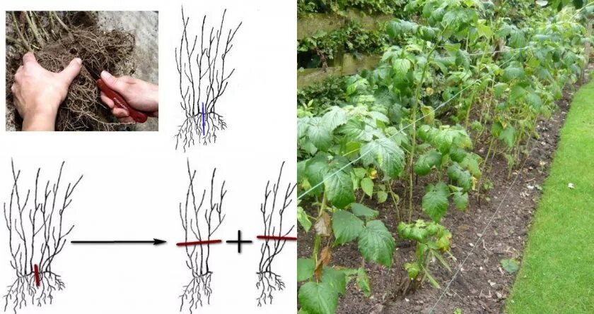Ремонтантная малина корневые отпрыски. Поросль ежевики. Размножение малины делением куста. Размножение ремонтантной малины весной. Когда пересаживать малину на новое место