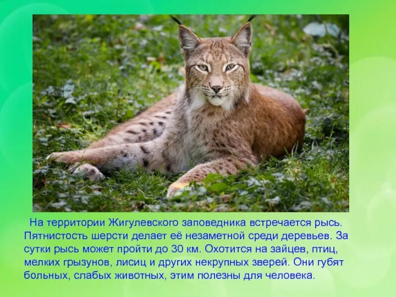 Красная книга самары животные. Красная книга самары животные. Красная книга самары животные. Орлан-белохвост. Красная книга самары животные.