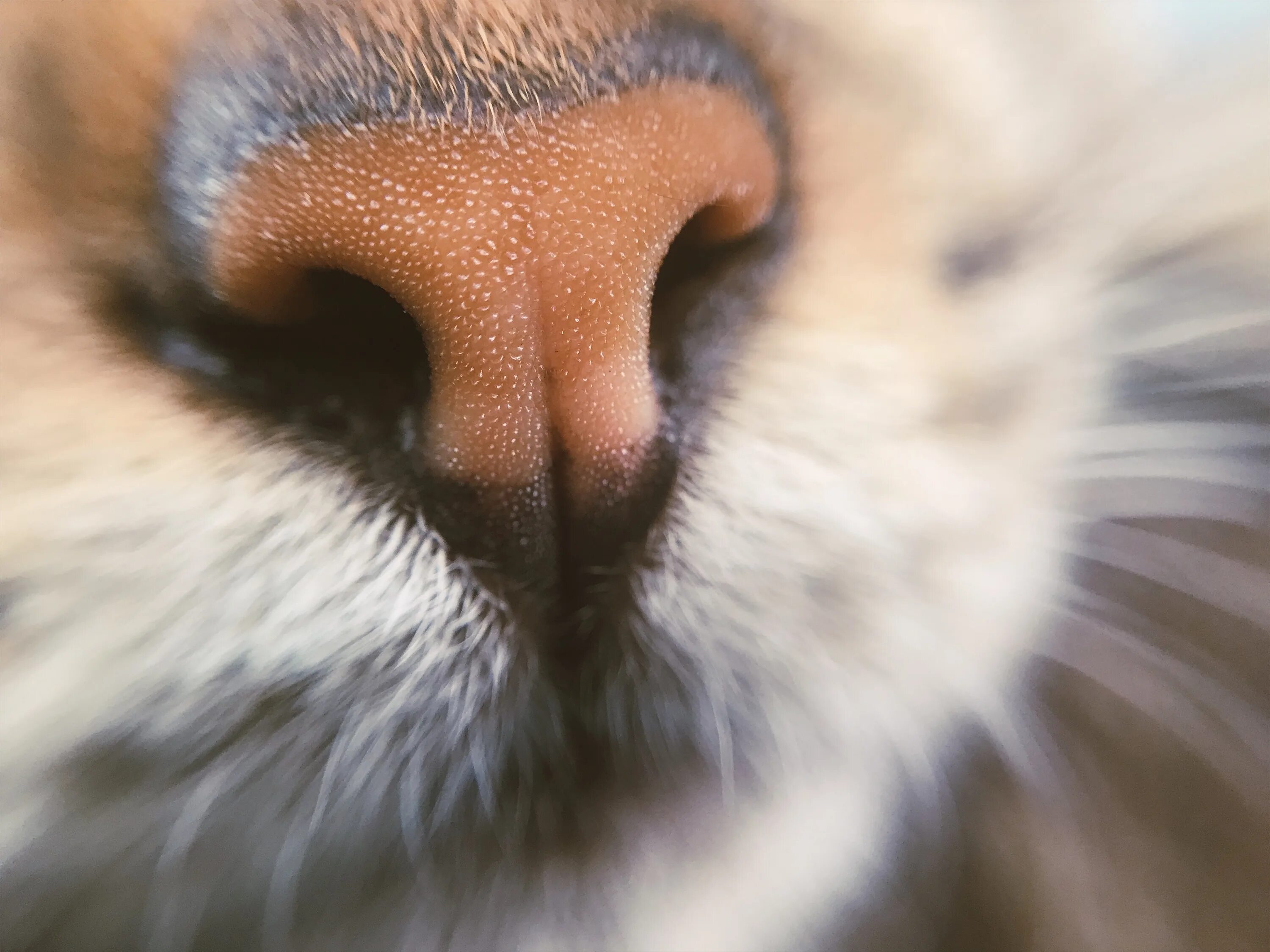 Нос кошки. Кошачий носик. Макросъемка носа кошки. Кошка крупным планом. Качественное крупным планом