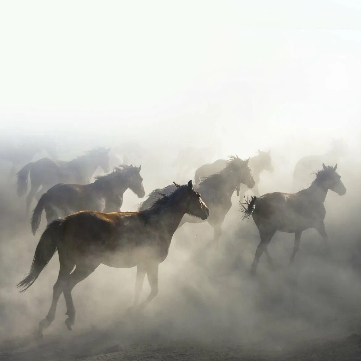 Грустный волка в чёрном фоне. Лиса в тумане. Туманные звери. Туманные звери. Туманные звери.