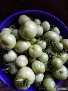 Продам зеленые помидоры