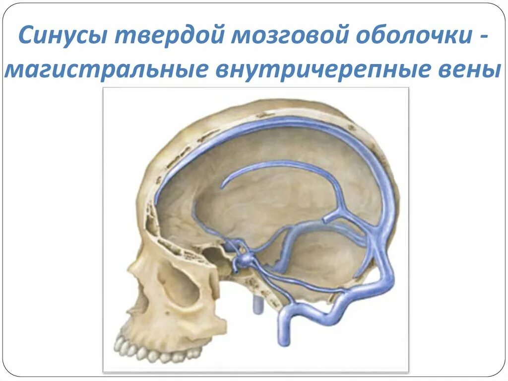 Синусы оболочек головного мозга. Синусы твердой оболочки головного мозга. Синусы твердой мозговой оболочки топографическая анатомия. Схема венозных синусов твердой мозговой оболочки. Верхний Сагиттальный синус головного мозга.