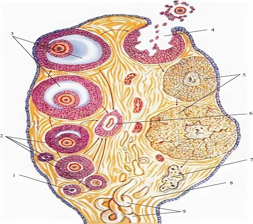 Граафов пузырек яичника. Придаток яичника и околояичник. Везикулярные яичниковые фолликулы. Везикулярные привески яичника. Везикулярные фолликулы граафовы.