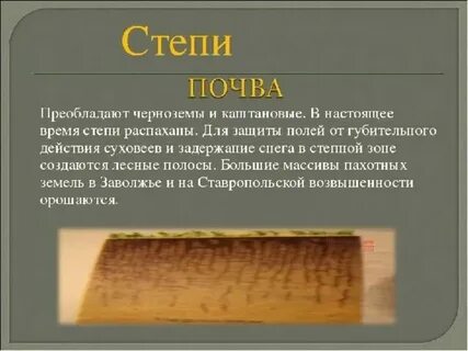 В степной зоне преобладает