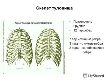 Скелет туловища состоит из грудной клетки и