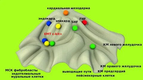 Эпигенетический ландшафт