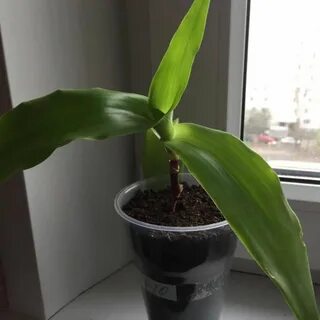 Золотой ус отростки