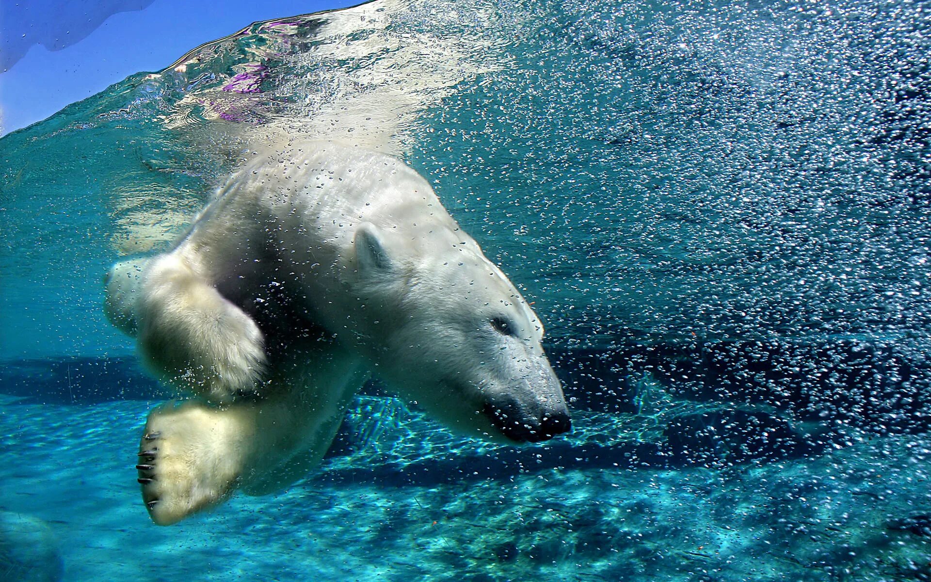 Gepind van kepguru Bear, Bear face, Bear wallpaper