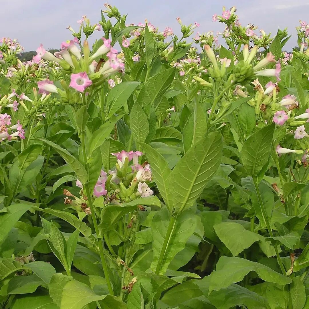 Табак Nicotiana tabacum. Растение Nicotiana tabacum. Nicotiana glutinosa. Сорт табака Берли ку15.