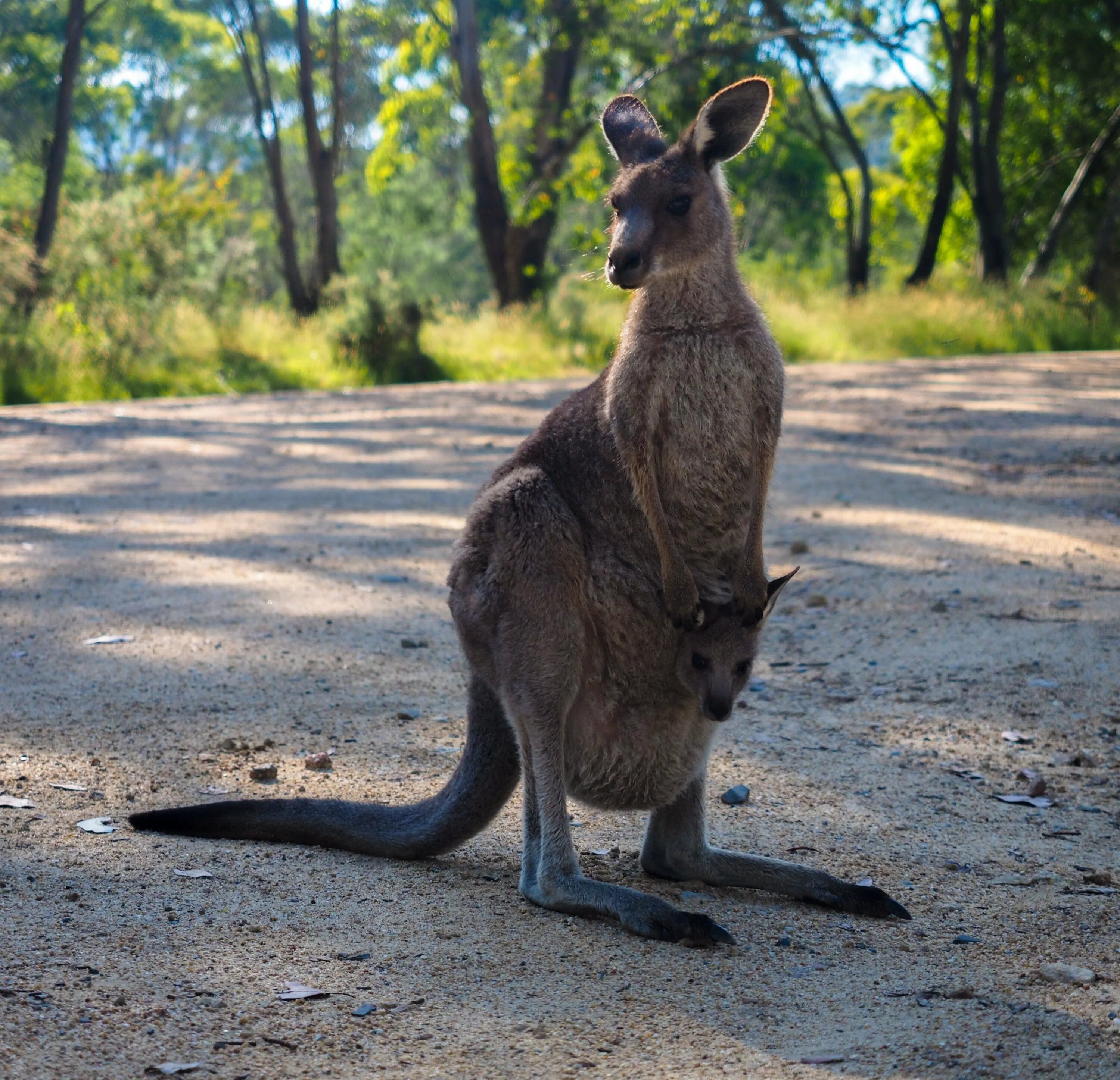 Female kangaroos at Natasha's request. How to distinguish female kangaroos from 