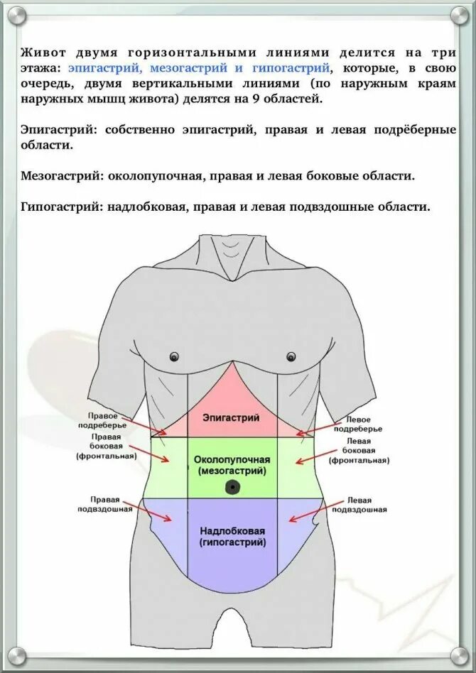 Средняя часть живота