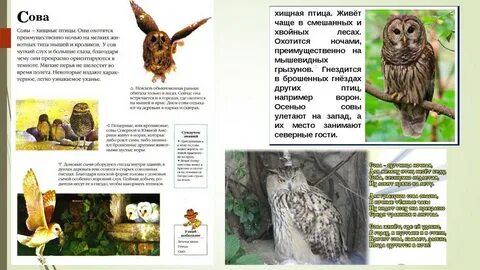 Экологическое описание совы
