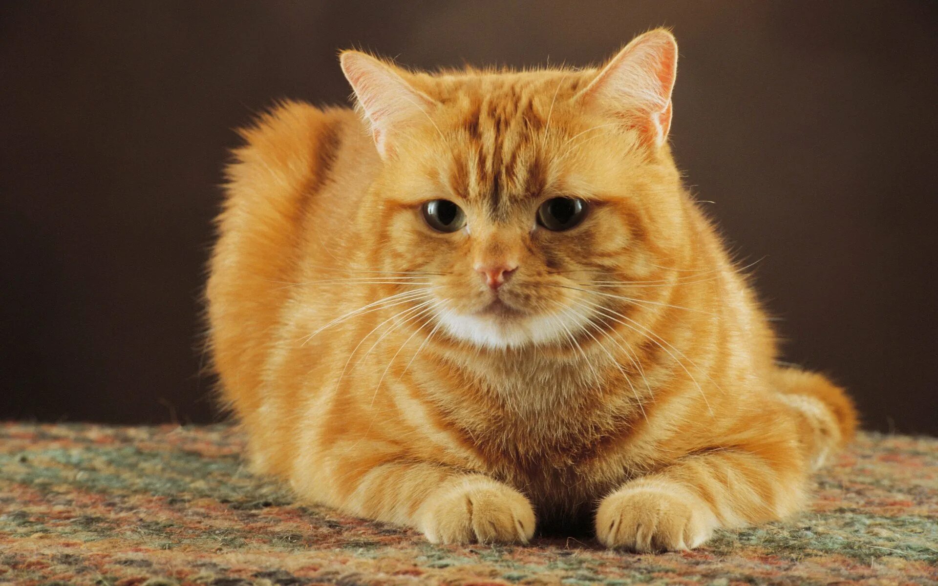 Изображение кошки. Джинджер Кэт. Ginger tabby Cat порода. Шотландская вислоухая кошка рыжая. Британская Золотая шиншилла.
