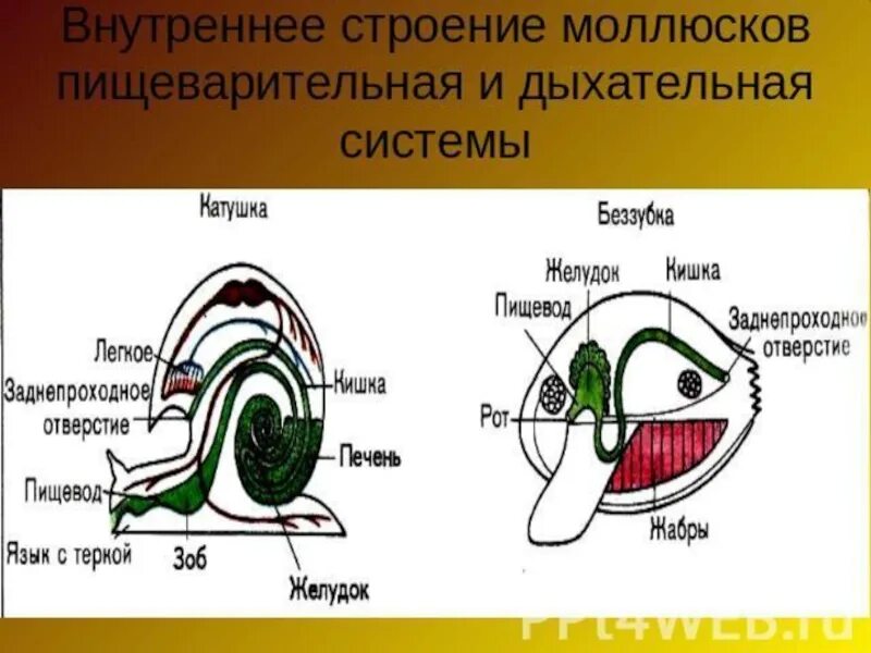 Дыхание класса брюхоногие