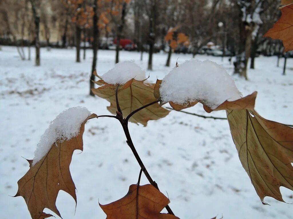 Листья припорошенные снегом. Припорошило снегом. Лист и снегопад. Листья в снегу. Сугробы листьев