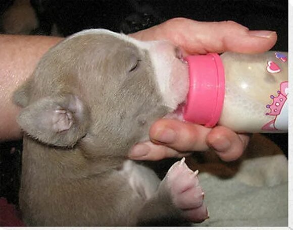 Искусственное вскармливание щенков. Искусственное вскармливание новорожденного щенка. Приспособления для искусственного вскармливания щенков. Искусственное выкармливание щенков.